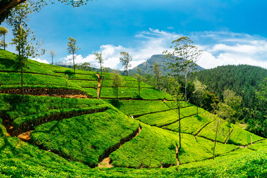 Teplantasje på Sri Lanka