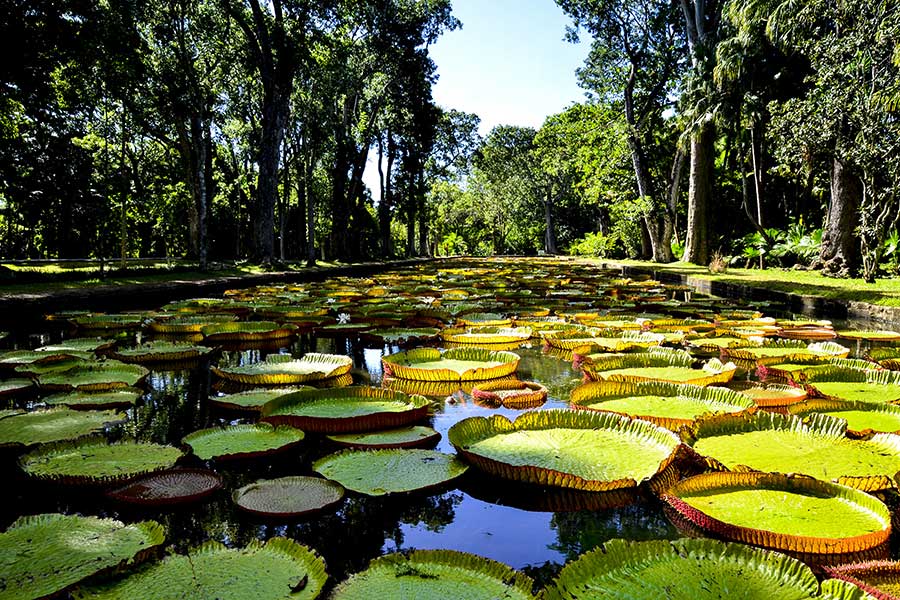 Reisetips til Mauritius, på bildet: Pamplemousses Botanical Garden