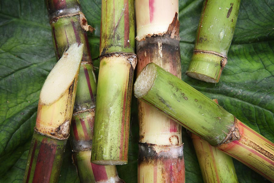 Reisetips til Mauritius, på bildet: sukkerrør
