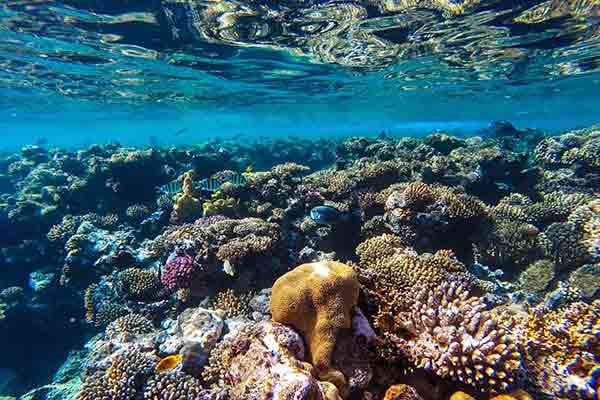 Rødehavets undervannsverden
