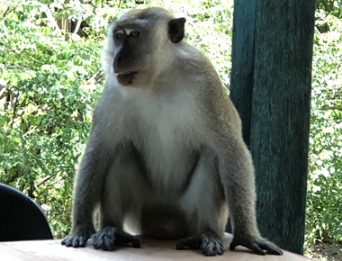 En ape besøker på bordet, Monkey Beach Penang Malaysia